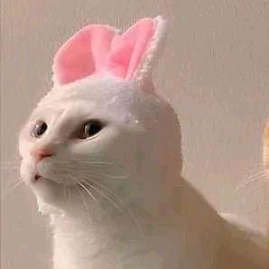 pollissha