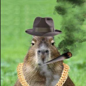 capybaraaaa avatar