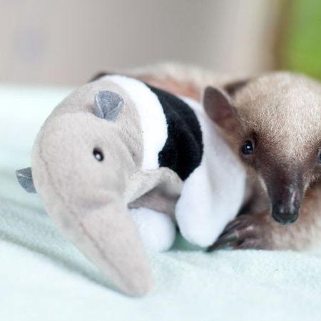 anteater farm