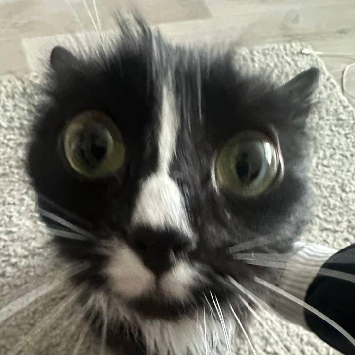 VASSFUNN avatar