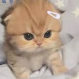 Rori avatar