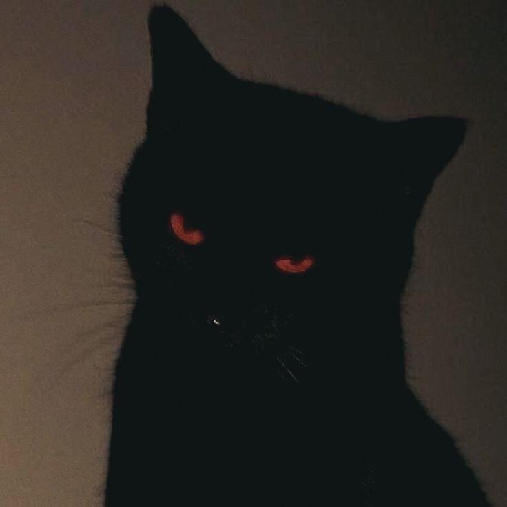 xhtenesi avatar