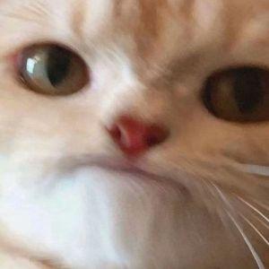 Filiaz avatar