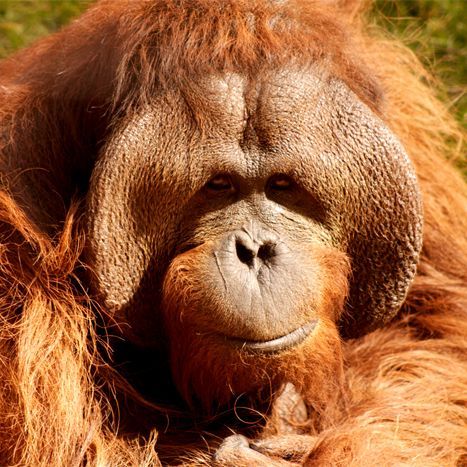 ORANGUT4N