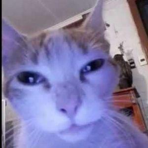 kekisu avatar