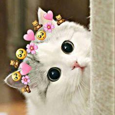 -Shelby123 avatar