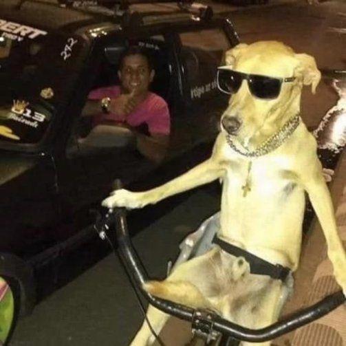 MAXIDOGS