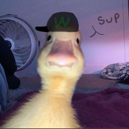 Lakkkiii avatar