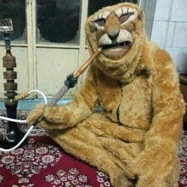 -gggilani avatar