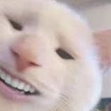 pulguita