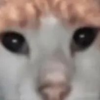 Fufycats