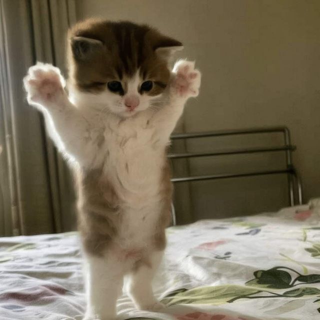 Rastyyy-