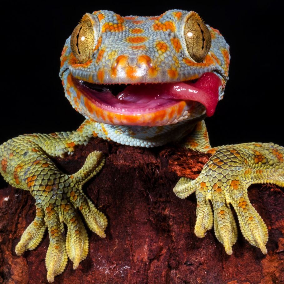 itsgekko44