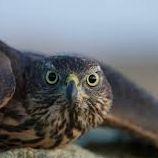 Falcon_DM
