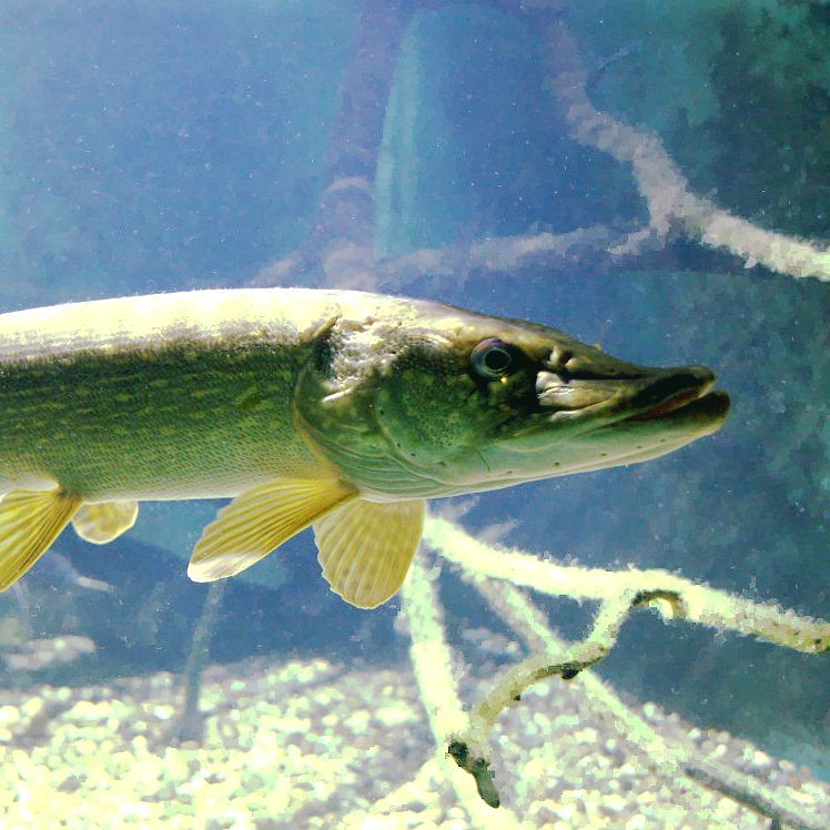 Tadeusz_43cm