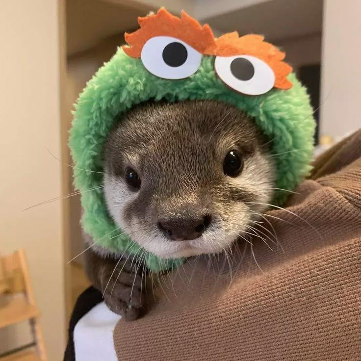 otter avatar