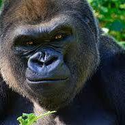 Goril avatar