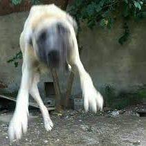 OzAbB