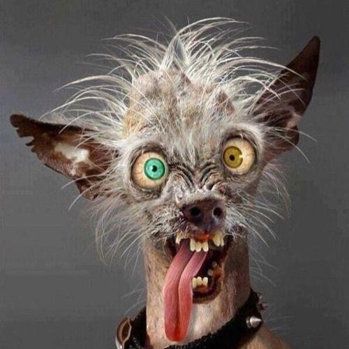 R4F4Crazydog avatar
