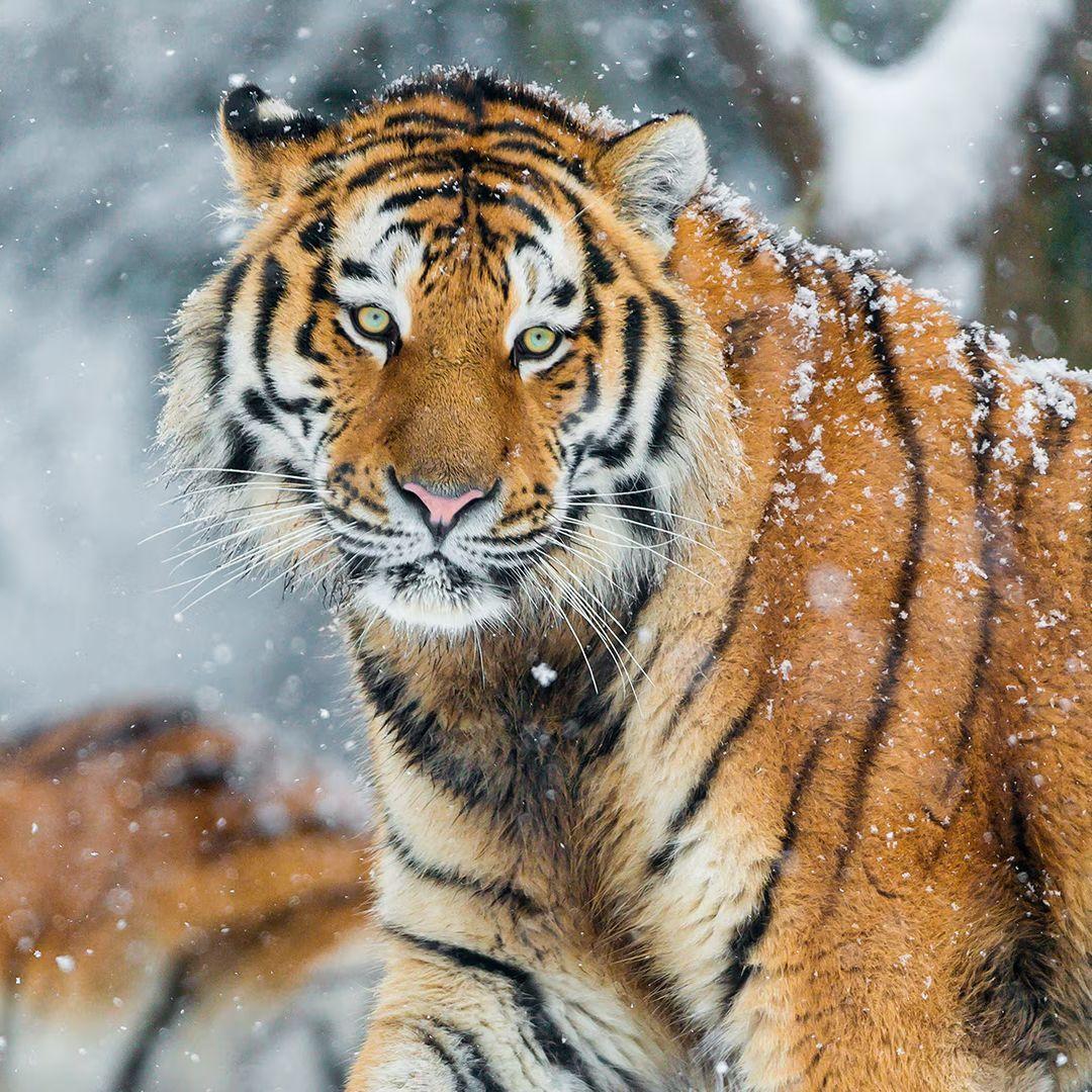 MRTIGER avatar