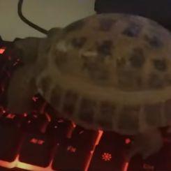 wikcant