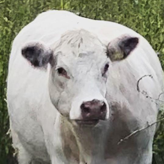 PepperTheCow avatar