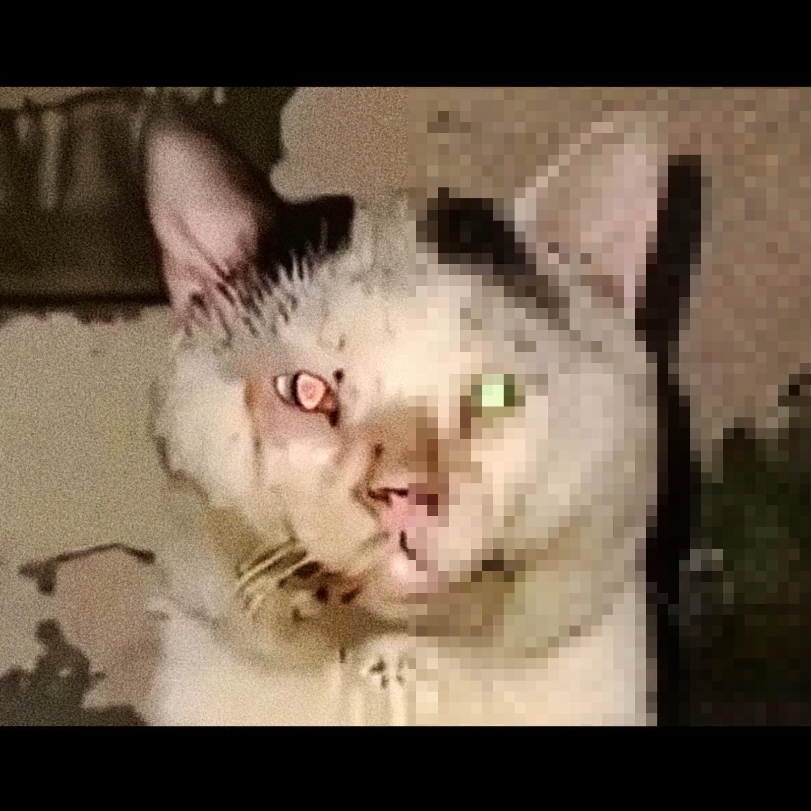 cacpusto avatar
