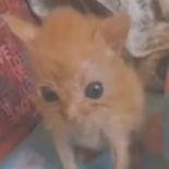 squirtmcgirt avatar