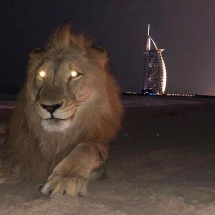 AJDAHA__1 avatar