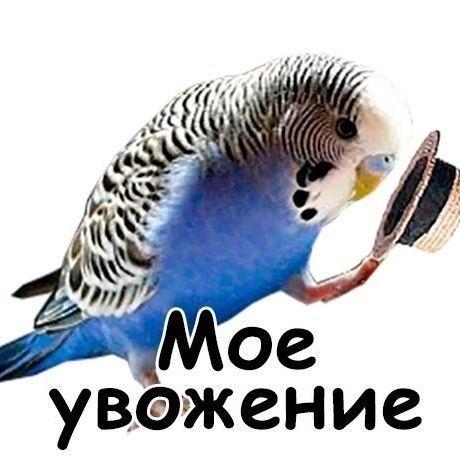 KyCoK_oXoTId avatar