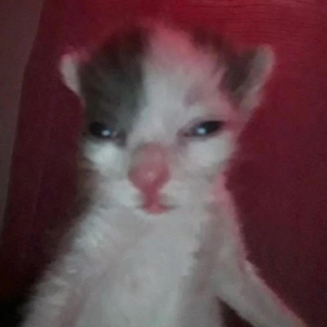 Ravaaaaa avatar