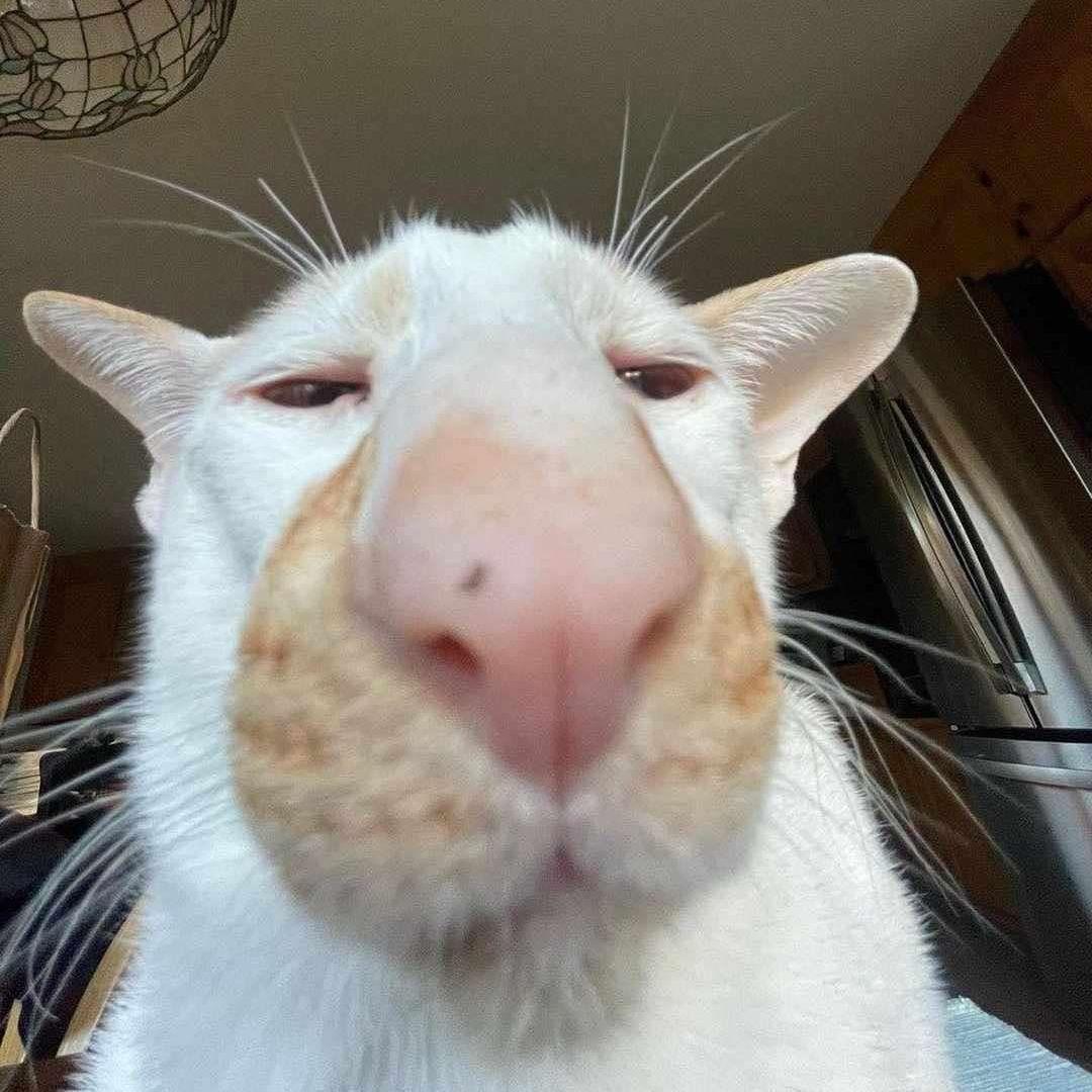 mrcizejestes