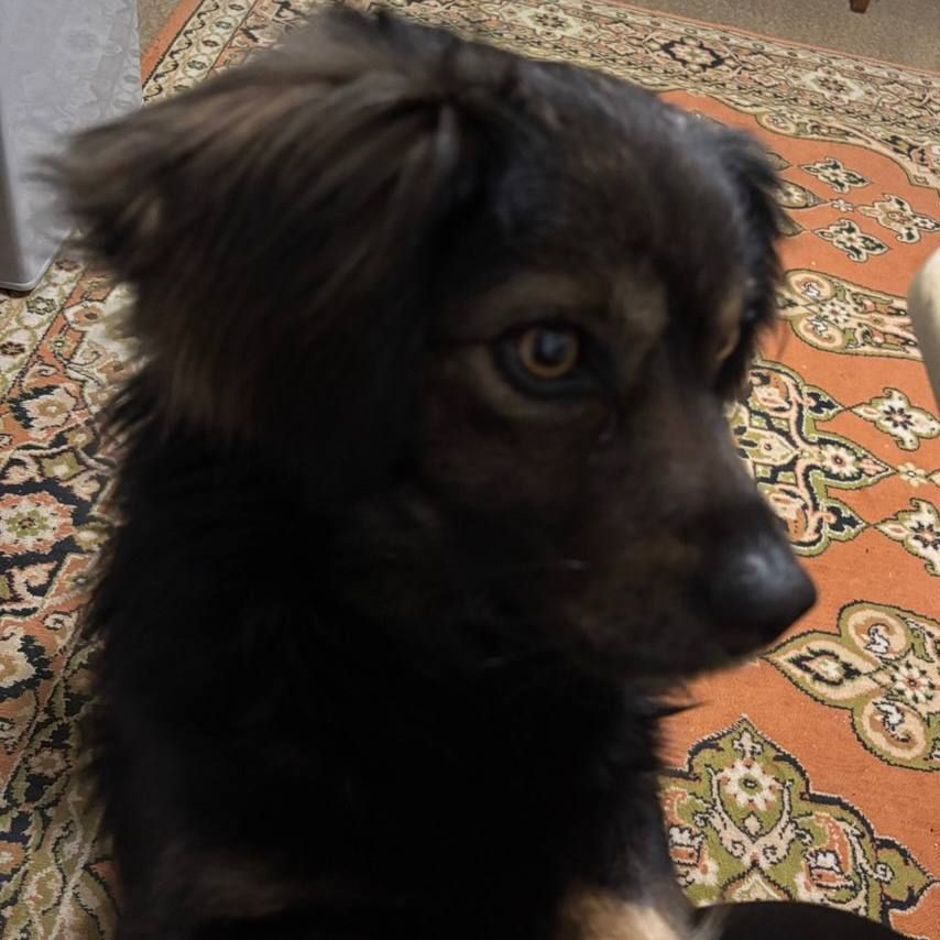 nekol