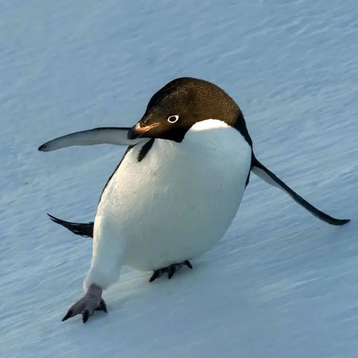 OilyPenguin