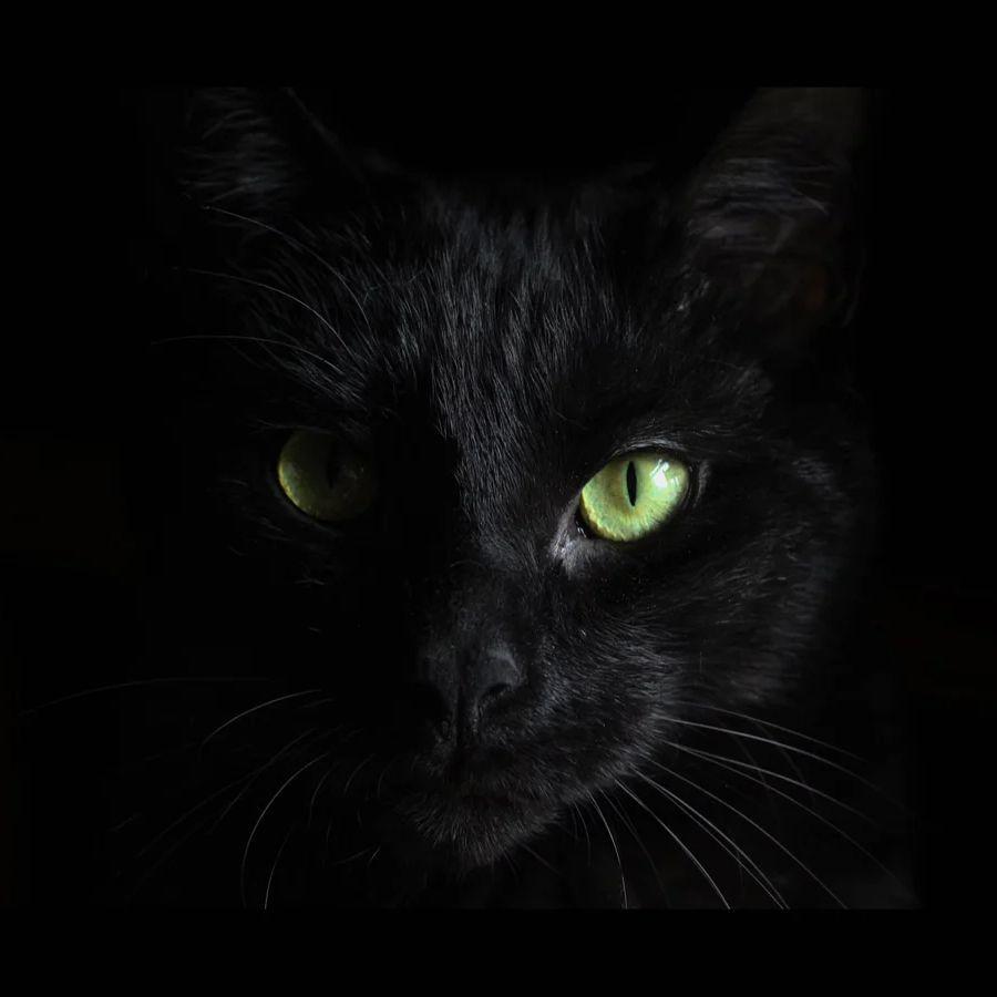 Player -blackcat avatar