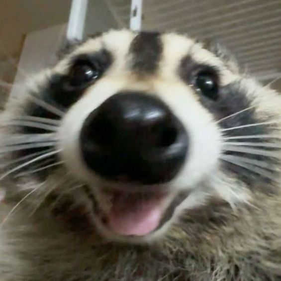 racgoon