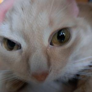 Fexsim avatar