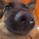 Doggoplayscs avatar