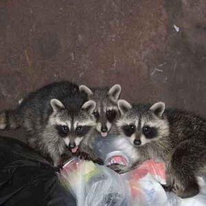 ROWDY RACCOONS