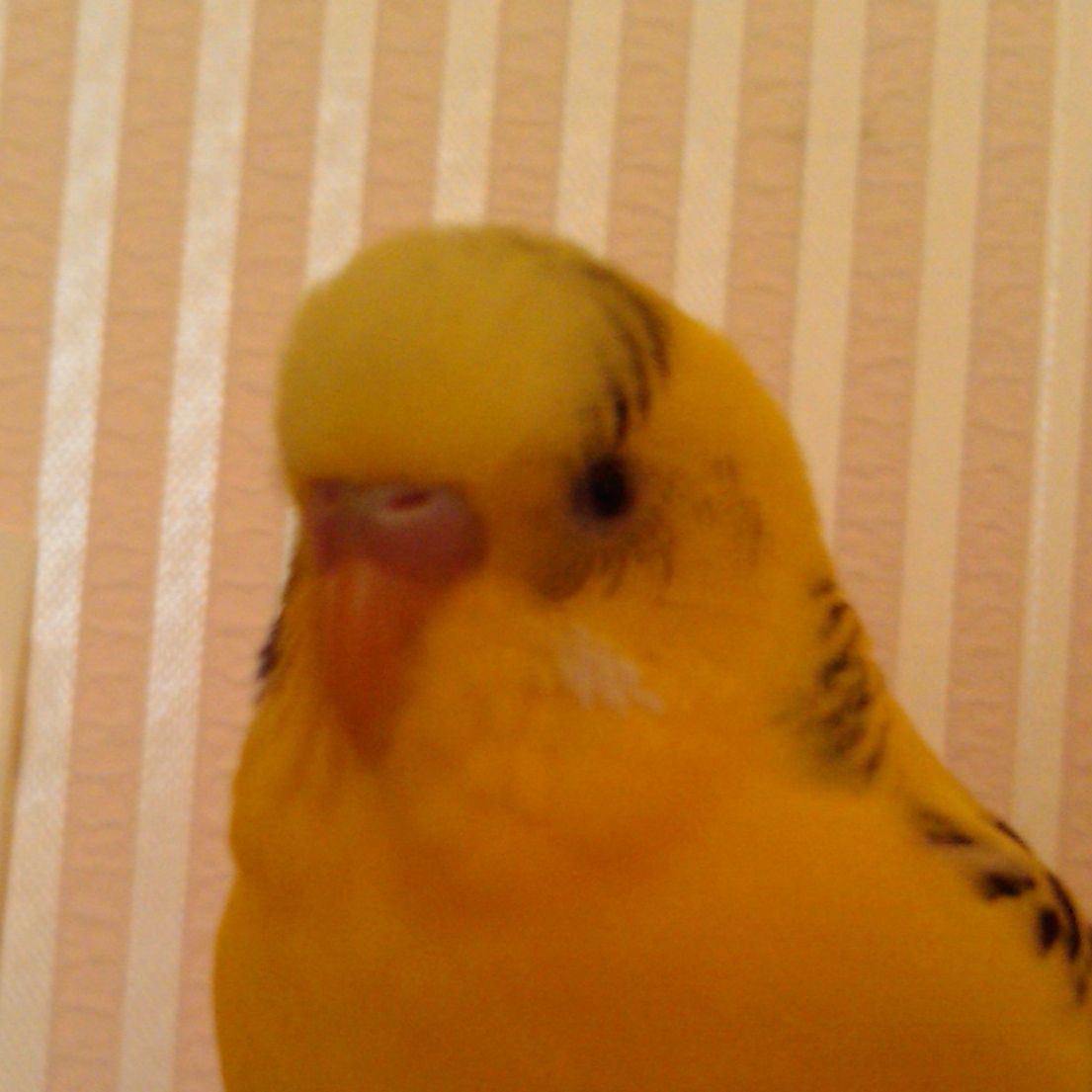 gerrevirol