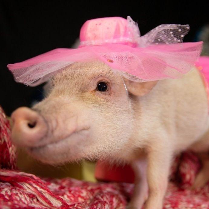 PiggyPirate avatar