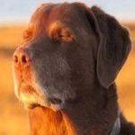 NotBrek avatar