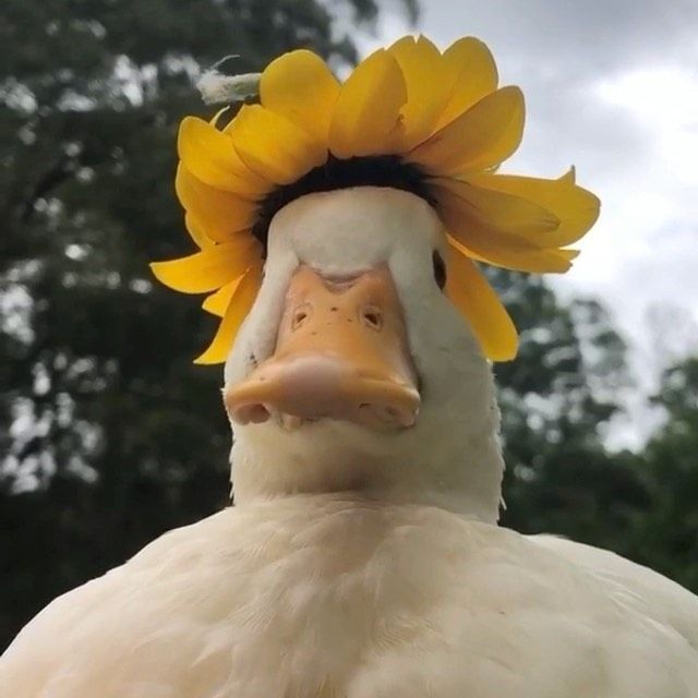 MuHuCTP_EKO