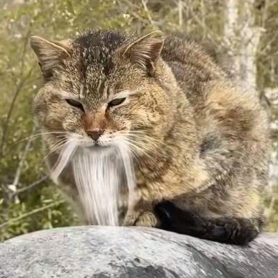 SzyszkaBrajt avatar