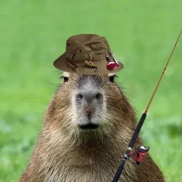 Capybara0009 avatar