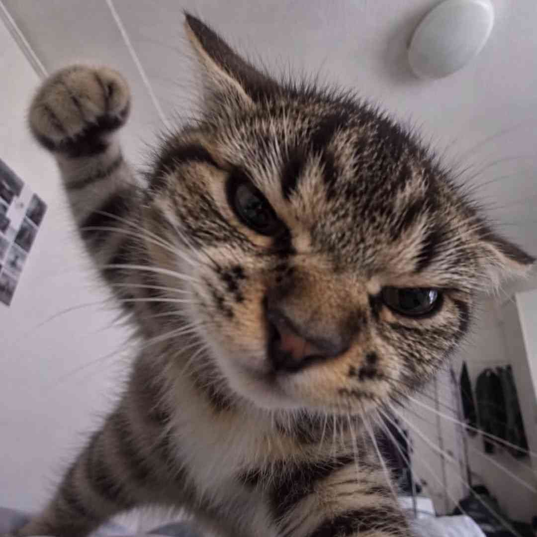 _Nyra_