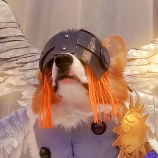 corgiMon avatar