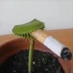 Dintiy avatar