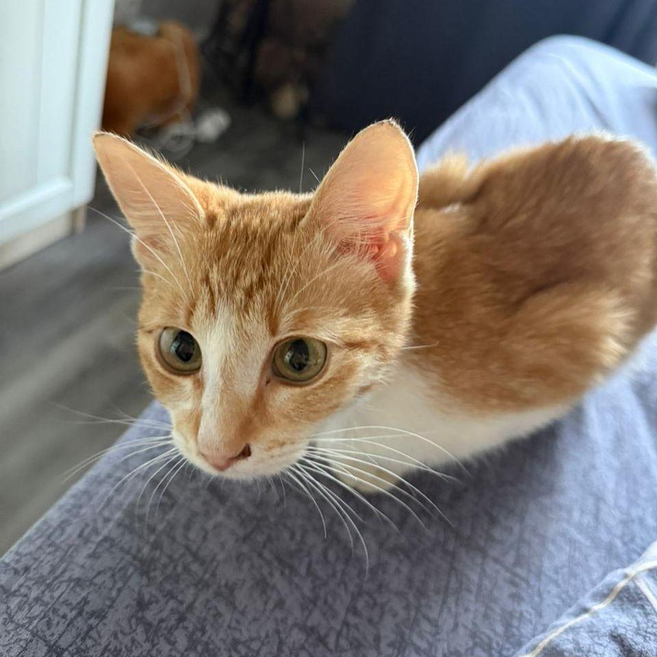 Byfoxie
