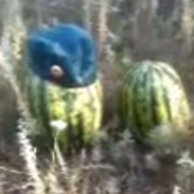 KiberAnys